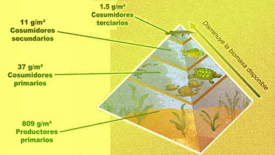 El significado de la pirámide de biomasa y energía