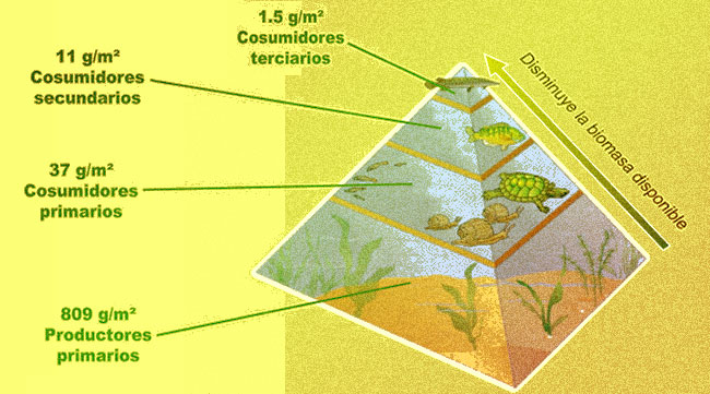 El significado de la pirámide de biomasa y energía